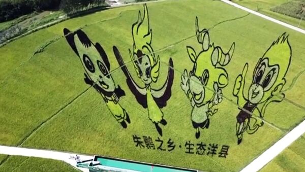 Китайские фермеры создают картины-шедевры на рисовых полях – видео - Sputnik Южная Осетия