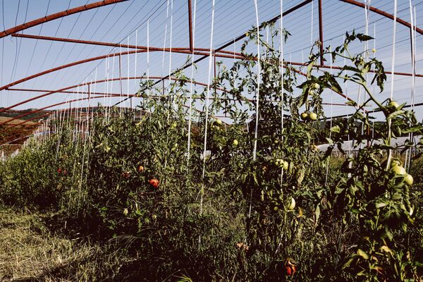 Фермерское хозяйство в поселке Знаур - Sputnik Южная Осетия
