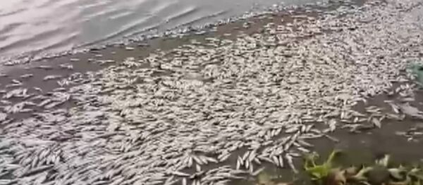 Тонны мертвой рыбы выбросило на берег - видео Тонны мертвой рыбы выбросило на берег - видео - Sputnik Южная Осетия