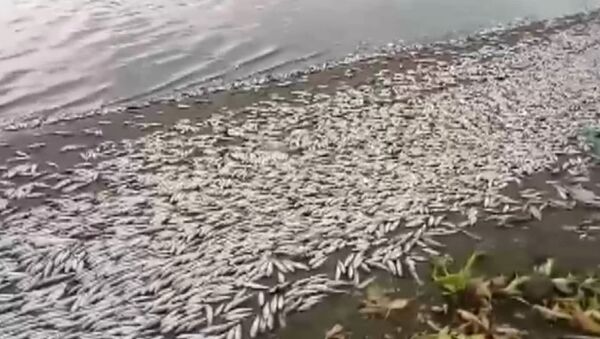 Тонны мертвой рыбы выбросило на берег - видео - Sputnik Южная Осетия