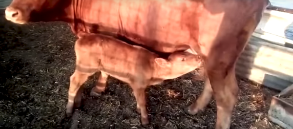 Красный теленок в Израиле Красный теленок в Израиле - Sputnik Южная Осетия