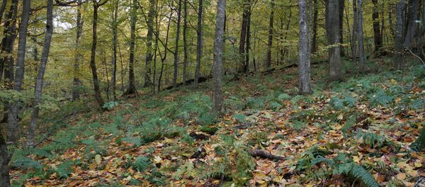 Лес в Северной Осетии Лес в Северной Осетии - Sputnik Южная Осетия