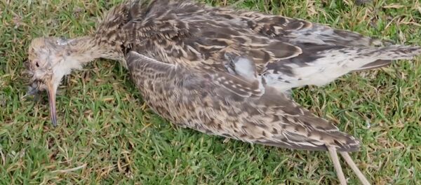 Загадка природы: в Эквадоре массово гибнут птицы - Sputnik Южная Осетия