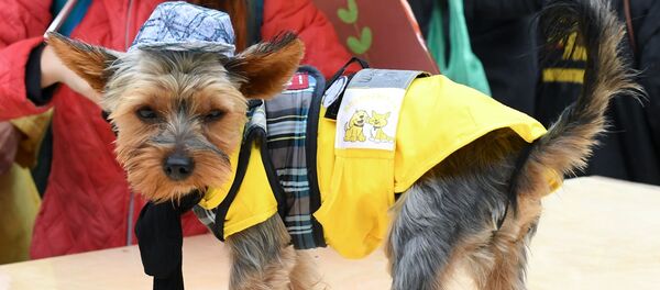 Парад собак в парке Красная пресня - Sputnik Южная Осетия