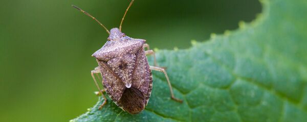 Мраморный клоп Мраморный клоп - Sputnik Южная Осетия