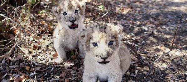 Львята в ЮАР Львята в ЮАР - Sputnik Южная Осетия