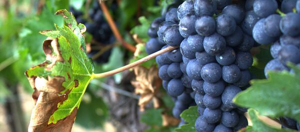 Виноград - Sputnik Южная Осетия