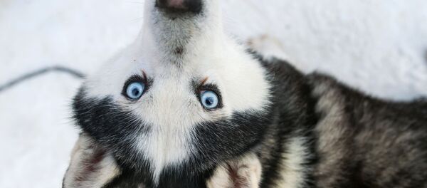 Собака породы хаски в парке Сокольники в рамках проведения реабилитационной и образовательной программы По пути с хаски Собака породы хаски в парке Сокольники в рамках проведения реабилитационной и образовательной программы По пути с хаски - Sputnik Южная Осетия