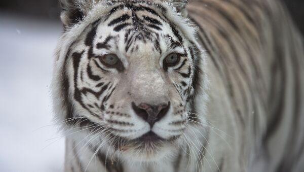 Белый бенгальский тигр в Московском зоопарке - Sputnik Южная Осетия