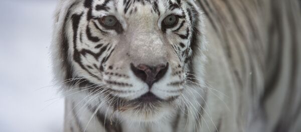 Белый бенгальский тигр в Московском зоопарке Белый бенгальский тигр в Московском зоопарке - Sputnik Южная Осетия