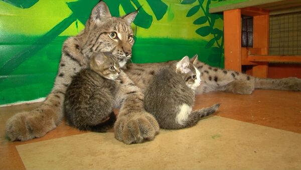 Приемная мать со стажем: в Сибирском зоопарке рысь воспитывает котят - Sputnik Южная Осетия