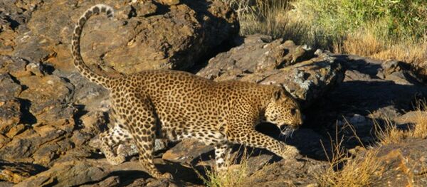 Среднеазиатский леопард Среднеазиатский леопард - Sputnik Южная Осетия