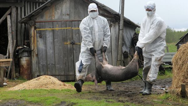 Вспышка африканской чумы свиней в Новгородской области - Sputnik Южная Осетия