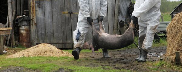 Вспышка африканской чумы свиней в Новгородской области Вспышка африканской чумы свиней в Новгородской области - Sputnik Южная Осетия