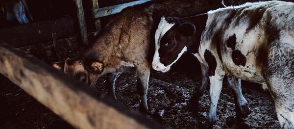 Фермӕ Фермӕ - Sputnik Хуссар Ирыстон