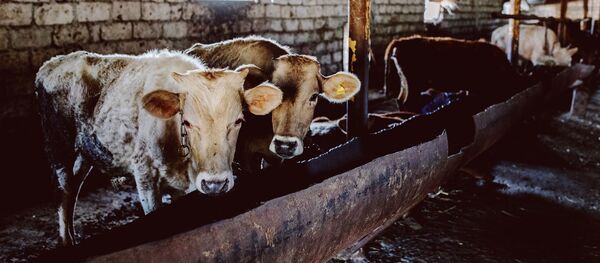 Фермæ Знауыры районы Фермæ Знауыры районы - Sputnik Хуссар Ирыстон