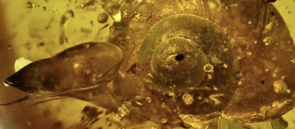 Ученые нашли останки улитки возрастом 99 млн лет Ученые нашли останки улитки возрастом 99 млн лет - Sputnik Южная Осетия