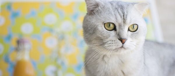 Кошка породы шотландская вислоухая Кошка породы шотландская вислоухая - Sputnik Южная Осетия