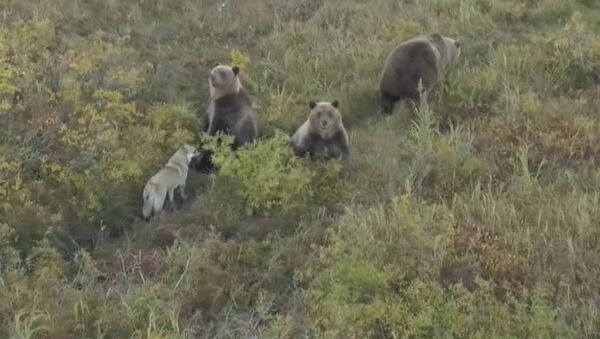 Собака — друг медведя: на Камчатке лайка сдружилась с семьей хищников - Sputnik Южная Осетия