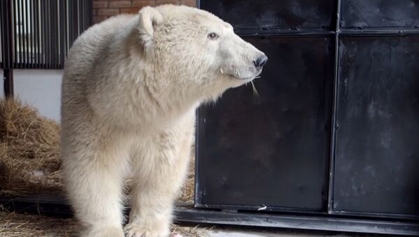 Как люди помогли выжить белому медведю - Sputnik Южная Осетия