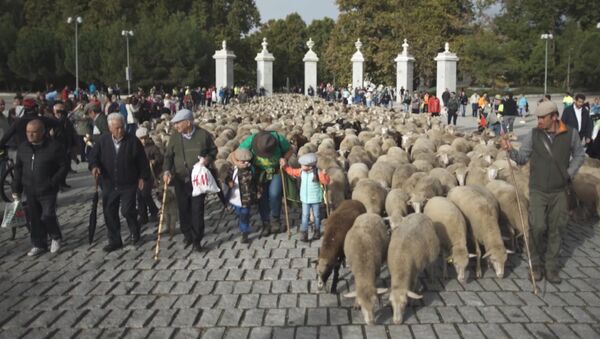 Отара овец прошла через центр Мадрида - Sputnik Южная Осетия