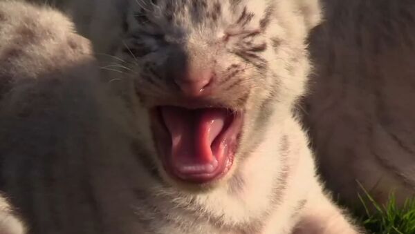 В сафари-парке в Крыму родились редкие белые королевские тигрята - Sputnik Южная Осетия