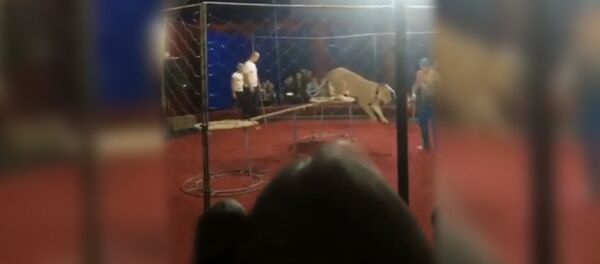 В цирке Краснодарского края на ребенка напала львица В цирке Краснодарского края на ребенка напала львица - Sputnik Южная Осетия