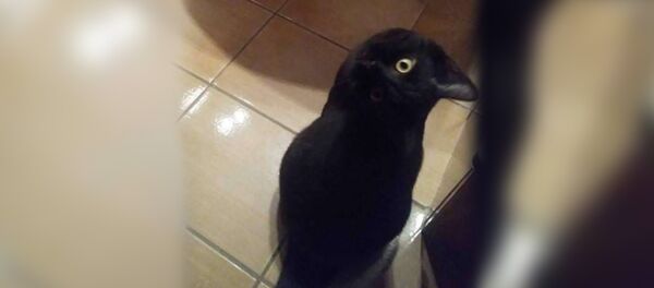 Ворон или кот: оптическая иллюзия позабавила пользователей Сети Ворон или кот: оптическая иллюзия позабавила пользователей Сети - Sputnik Южная Осетия