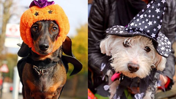 Парад собак в честь Хэллоуина прошел в Лондоне - Sputnik Южная Осетия