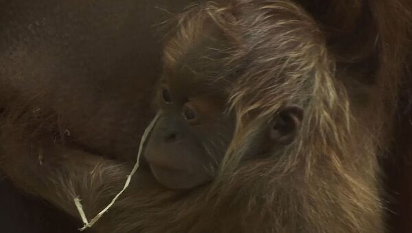 В зоопарке Франкфурта родился крошечный орангутан - Sputnik Южная Осетия