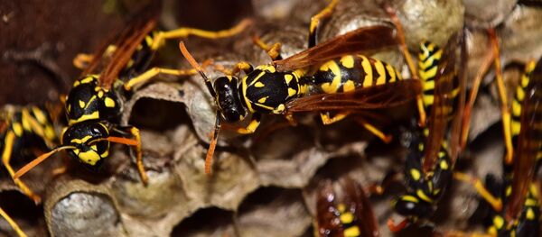 Осы - Sputnik Южная Осетия