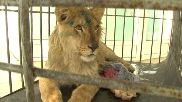 Истощенного льва спасли от голодной смерти – видео - Sputnik Южная Осетия