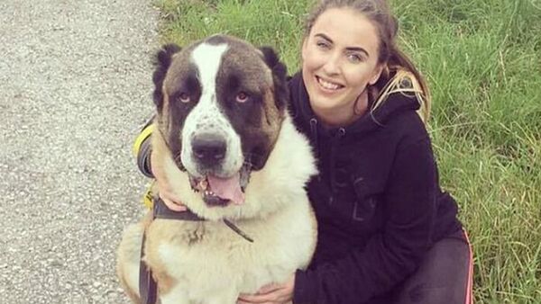 В Великобритании 80-килограммовый пес испугался фейерверков и умер - Sputnik Южная Осетия