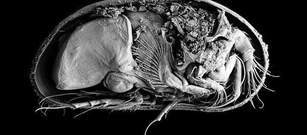 Найдено хорошо сохранившееся ракообразное возрастом 430 миллионов лет Найдено хорошо сохранившееся ракообразное возрастом 430 миллионов лет - Sputnik Южная Осетия