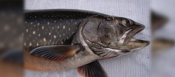 Красноярские ученые обнаружили самую полезную в мире рыбу - Sputnik Южная Осетия