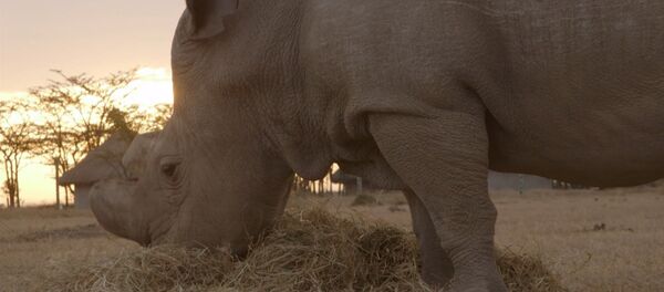 СПУТНИК_Сотрудники зоопарка гладили жующего солому белого носорога в заповеднике Кении - Sputnik Южная Осетия