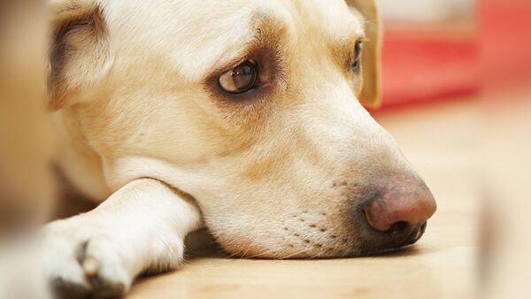 В Китае собака уже третий месяц ждёт хозяйку на месте ее гибели - Sputnik Южная Осетия