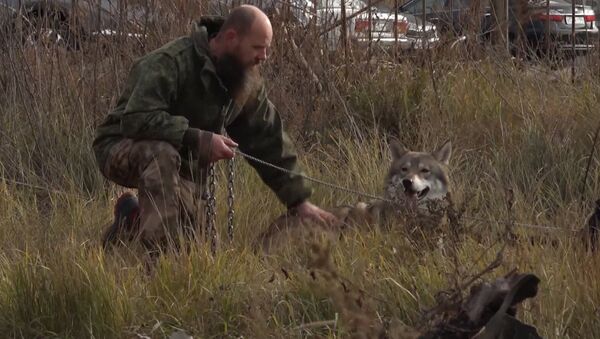 У жителя Волгограда живет самый настоящий волк - Sputnik Южная Осетия