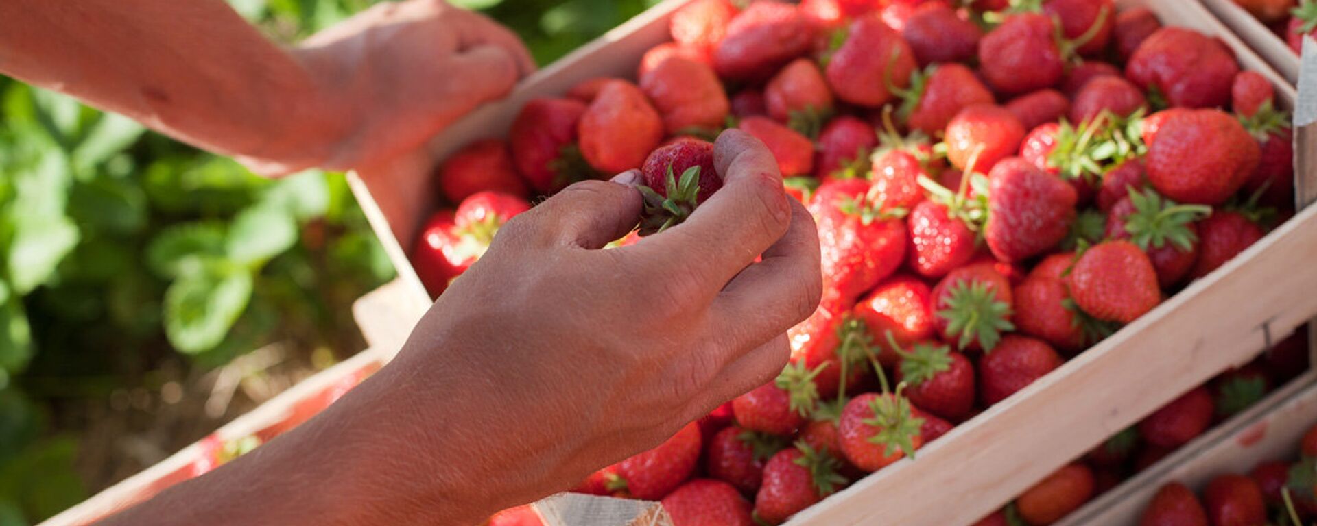 Клубника. Архивное фото  - Sputnik Южная Осетия, 1920, 20.12.2025