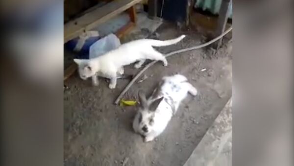 Настоящий друг: кролик вырыл подкоп для котенка - Sputnik Южная Осетия