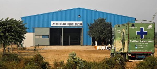 В Индии открыли больницу для слонов В Индии открыли больницу для слонов - Sputnik Южная Осетия