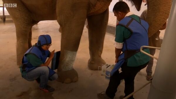 В Индии открыли больницу для слонов - Sputnik Южная Осетия