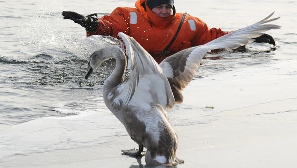 Пятерых лебедей спасли от гибели в Челябинской области - Sputnik Южная Осетия