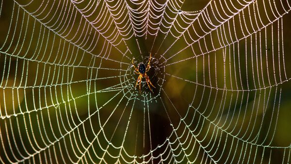 Паук на свитой паутине - Sputnik Южная Осетия