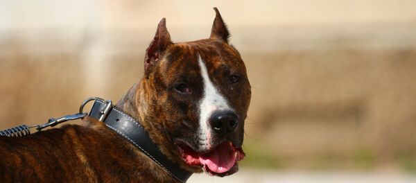 бойцовская собака бойцовская собака - Sputnik Южная Осетия