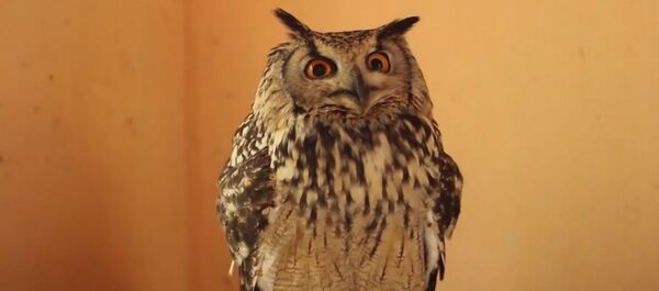 Индийские ветеринары вылечили сову, сбитую машиной, и выпустили на свободу - Sputnik Южная Осетия