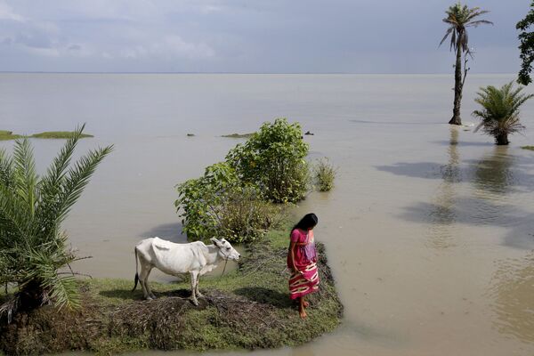 Жительница исчезающего индийского острова Горамара привязывает свою корову на новом месте после отлива - Sputnik Южная Осетия