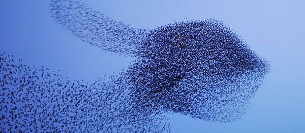 Стая скворцов создала в небе над Великобританией оптическую иллюзию Стая скворцов создала в небе над Великобританией оптическую иллюзию - Sputnik Южная Осетия