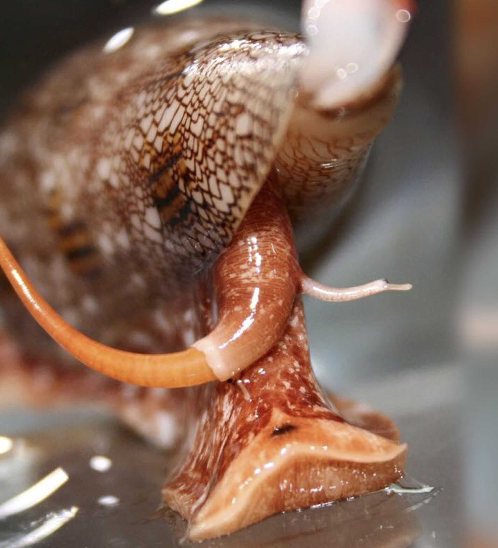 Язык моллюсков. Хищные брюхоногие моллюски. Ситцевый конус моллюск. Брюхоногий моллюск конус.