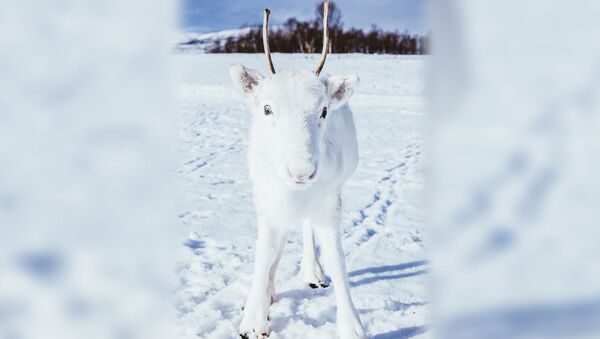 В Норвегии найден самый белый северный олень - Sputnik Южная Осетия